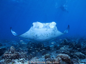 The Manta ray
Nikon D800E , 17-35mm Nikon
Two strobo
M... by Marchione Giacomo 